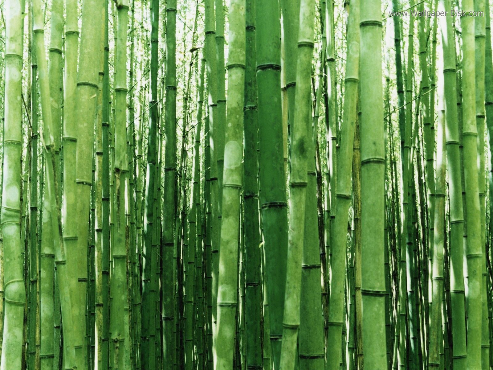 The Chinese Bamboo Family Before Fortune